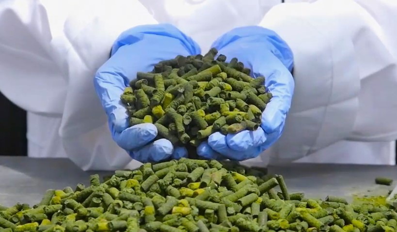 algae fertilizer
